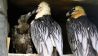 Ein am 6. März 2021 geschlüpfter Bartgeier-Jungvogel mit Altvögeln im Mai 2021 im Berliner Zoo. Der Jungvogel soll im Juni in Andalusien freigelassen werden. (Quelle: rbb|24/Caroline Winkler)