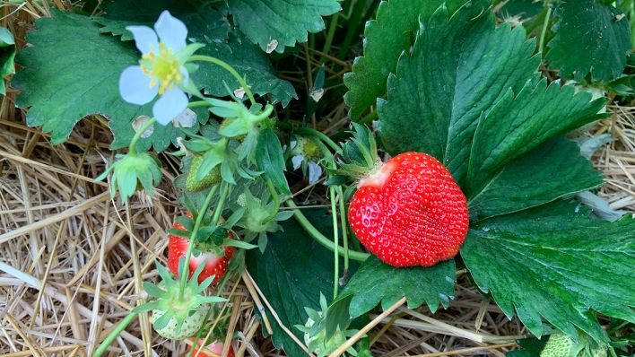 Eine Erdbeerpflanze (Quelle: rbb/Amelie Ernst)