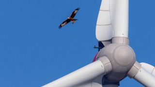 Ein Rotmilan fliegt vor einer Windenergieanlage. (Quelle: dpa/Birgit Seifert)