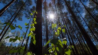 Die Mittagssonne scheint auf die Blätter eines Jungbaumes in einem Wald bei Eberswalde. (Quelle: dpa/Monika Skolimowska)