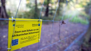 Ein Sperrzaun zum Schutz vor Schweinepest (Quelle: dpa/Jens Büttner)