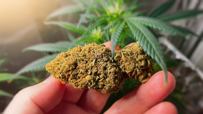 Symbolbild: Cannabis (Quelle: dpa/Ivan Stajkovic)