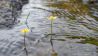 Brennender Hahnenfuß (Ranunculus flammula) (Quelle: imago-images)
