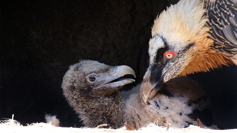 Ein sechs Wochen altes Bartgeier-Küken ist am 20.04.2021 mit dem weiblichen Altvogel im Berliner Zoo zu sehen. (Quelle: rbb|24/Caroline Winkler)