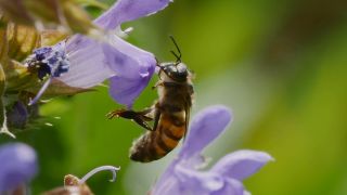 Eine Biene beim Nektarsammeln, Bild: rbb