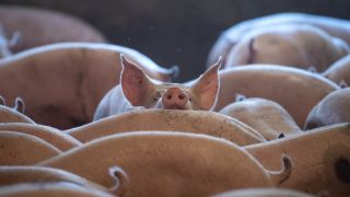 Schweine stehen in einem Stall. (Quelle: dpa/Sina Schuldt)