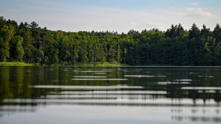 Der Wald spiegelt sich im glatten Wasser eines Sees (Quelle: dpa/Patrick Pleul)