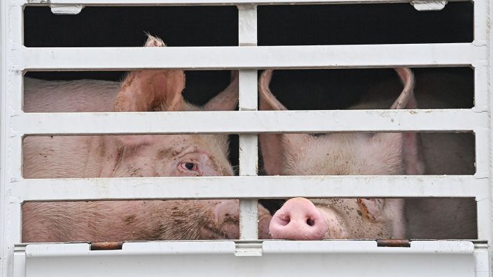 Das Bundeslandwirtschaftsministerium hat erste Fälle von Afrikanischer Schweinepest bei Hausschweinen in Brandenburg bestätigt. (Bild: dpa/Pleul)