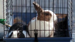 Zwei Hasen in einem Käfig (Quelle: dpa/Friedel Bernd)