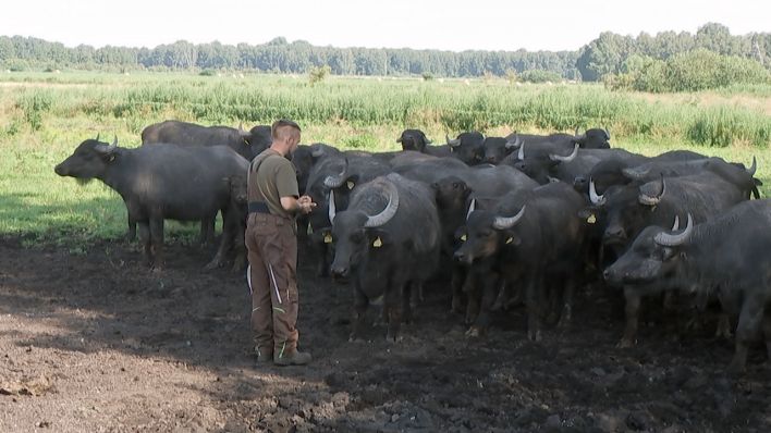 Landwirt Sebastian Petri mit seinen Büffeln (Quelle: rbb)