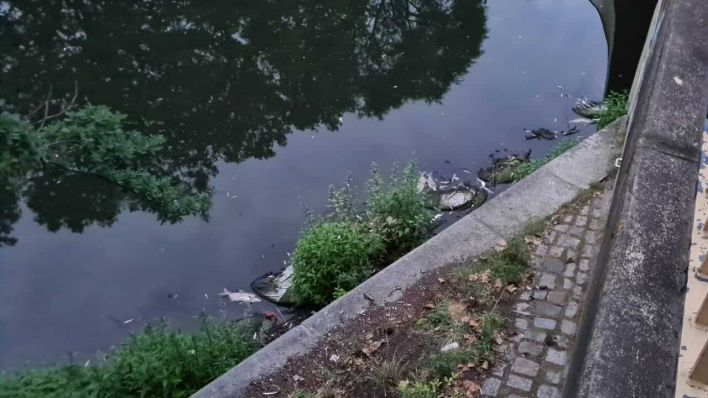 Tote Fische sind am 04.07.2021 im Berliner Landwehrkanal zu sehen. (Quelle: rbb|24/Barke)