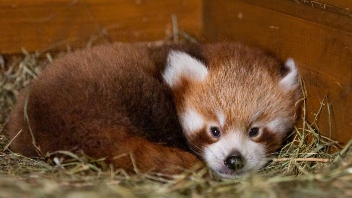 Rotes Panda-Baby im Tierpark Berlin (Bild: Zoo Berlin/Marc Scharping)