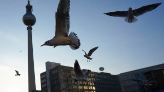 Zahlreiche Möwen fliegen bei wolkenlosem Himmel tief über den Alexanderplatz. (Quelle: dpa/Jörg Carstensen)
