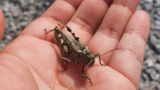 Eine Gefleckte Schnarrschrecke steht auf einer Hand. (Quelle: dpa/Inci Livia Baez)