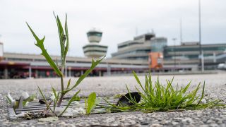 Auf einer Straße auf dem ehemaligen Flughafen Tegel wachsen Pflanzen. (Quelle: dpa/Christophe Gateau)