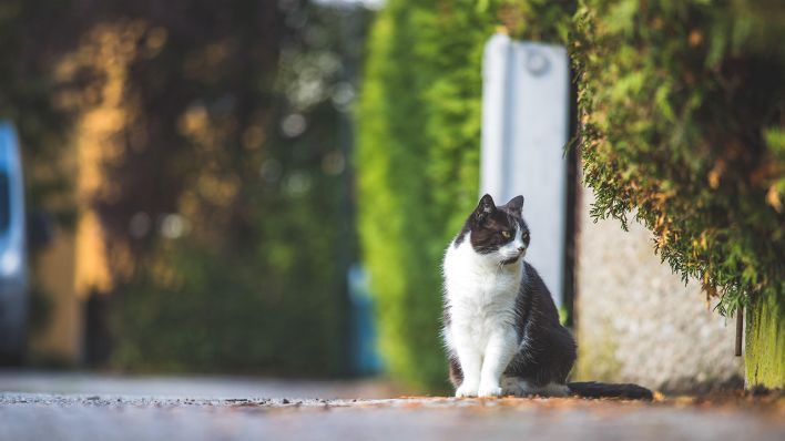 Eine schwarz-weiße Katze sitzt an einem Gehweg. Quelle: dpa/Patrick Daxenbichler