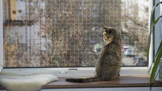 Symboldbild: Eine Katze sitzt an einem Fenster. (Quelle: imago images)