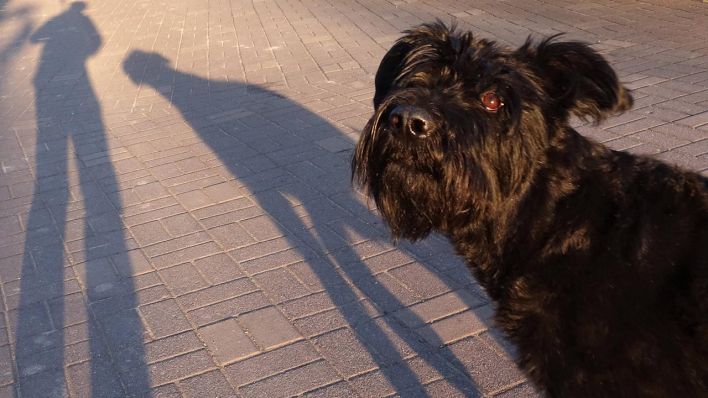 In Berlin-Mariendorf (Tempelhof-Schöneberg) besteht Lebensgefahr für Hunde. (Bild: imago/Sorge)