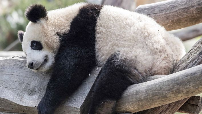 Ein Panda liegt am 29.03.2021 im Berliner Zoo (Bild: imago images/Olaf Wagner