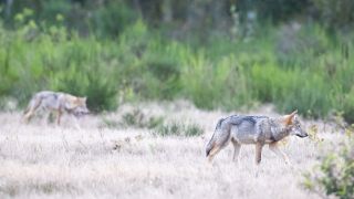 Zwei Wolfswelpen streifen durch die Kernzone der Döberitzer Heide.