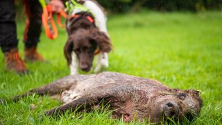 Mit einem Kadaversuchhund wird bei einer Praxisübung zur Bekämpfung der Afrikanischen Schweinepest (ASP) das Aufspüren von Wildschweinen trainiert. (Quelle: dpa/Sina Schuldt)