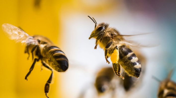 Fliegende Bienen (Bild: dpa/Frank Rumpenhorst)