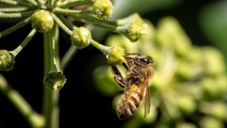 Wildbienen und andere Insekten finden im Herbst an Spätblühern wie Efeu letzte Nahrung vor dem Winter. (Quelle: dpa/Jürgen Schwenkenbecher)