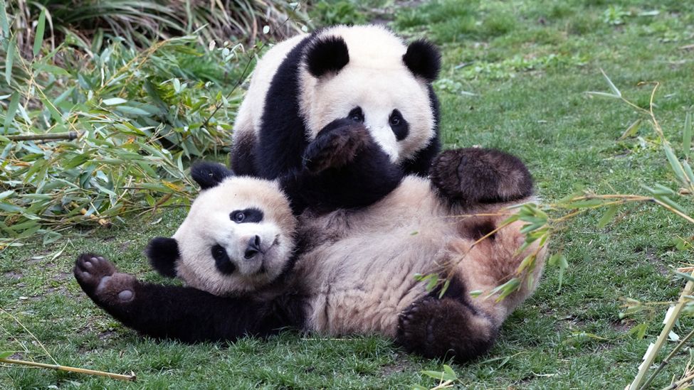 Die beiden jungen Pandas Pit und Paule im Zoo Berlin spielen ausgelassen miteinander in ihrem Gehege. (Quelle: dpa/Paul Zinken)