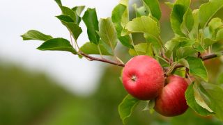 Zwei Äpfel der Sorte Shampion hängen an einem Zweig. (Quelle: dpa/Soeren Stache)