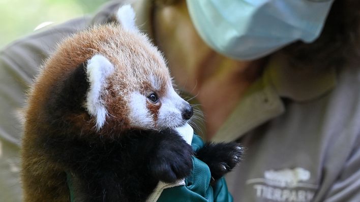 Der im Tierpark Berlin geborene Rote Panda wird von einer Mitarbeiterin zu seiner ersten tierärztlichen Untersuchung getragen. (Quelle: dpa/Jens Kalaene)