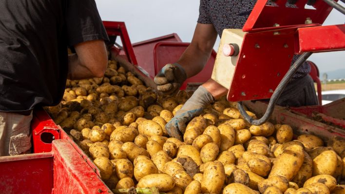 Landwirtschaftliches Kartoffelroden. (Quelle: Udo Herrmann/picture alliance)