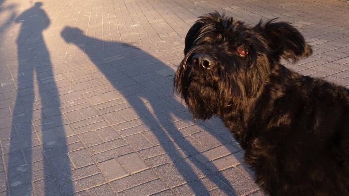 Hund und Mensch werfen einen Schatten auf den Asphalt in Berlin (Bild: imago images/Frank Sorge)