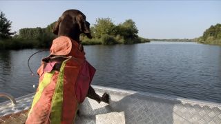 Hunde fahren auf Booten zur Fallwildsuche (Quelle: rbb)