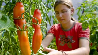 Archivbild: Die 18-jährige FÖJ-lerin Charlotte Tavernie aus Eberswalde mit einer Tomate der Sorte "Lange dünne Bauerntomate", aufgenommen am 14.08.2008. (Quelle: dpa/Patrick Pleul)