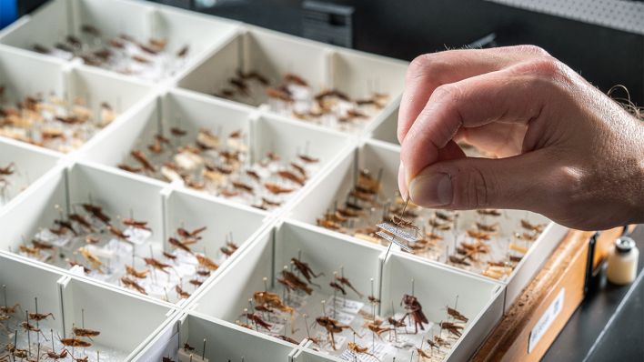 Ein Mitarbeiter des Naturkundemuseums nimmt ein aufgestecktes Insekt aus einer Box (Bild: Museum für Naturkunde/Taco van der Eb)
