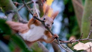 Eichhörnchen beim Nestbau, Bild: rbb|24 / Caroline Winkler