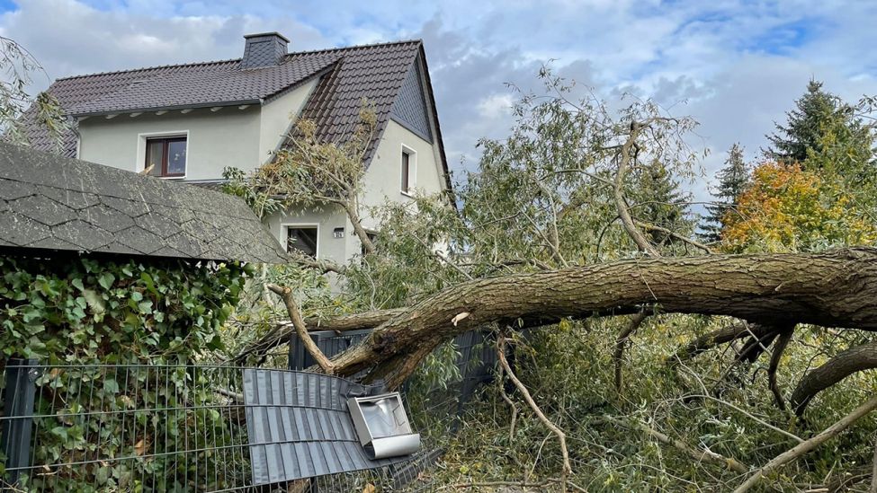 Ein Baum ist in Lauchhammer auf ein Grundstück gekracht (Quelle: Stadtbrandmeister Silvio Spiegel)