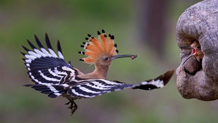 Ein Wiedehopf (Upupa epops) füttert Jungvögel, in einem Biosphärenreservat. (Quelle: dpa/T. Hinsche)