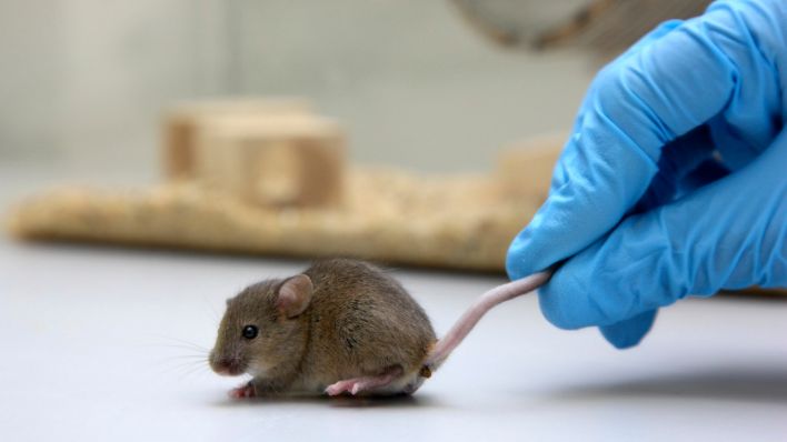 Maus für Versuchszwecke in einem Zentrum für medizinische Biotechnologie (Quelle: dpa/Jochen Tack)