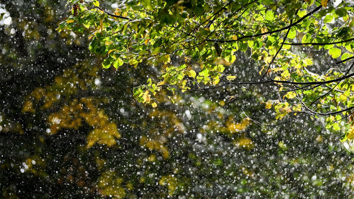 Archivbild: Ein Regenschauer geht am 07.10.2020 in einer Baumallee nieder. (Quelle: dpa/Jens Kalaene)
