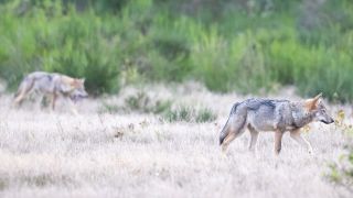 Zwei Wolfswelpen streifen durch die Kernzone der Döberitzer Heide. In der Döberitzer Heide hat sich ein Rudel Wölfe angesiedelt. Zurzeit leben hier zwei Alttiere mit vier Welpen. (Quelle: dpa/Ingolf König-Jablonski)