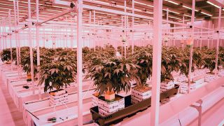 Cannabisplanzen stehen im Blühraum einer Produktionsanlage von Aphira für medizinisches Cannabis. (Quelle: dpa/Christian Charisius)