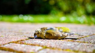 Symbolbild: Ein toter Gruenfink liegt auf dem Boden. (Quelle: dpa/Ohde)