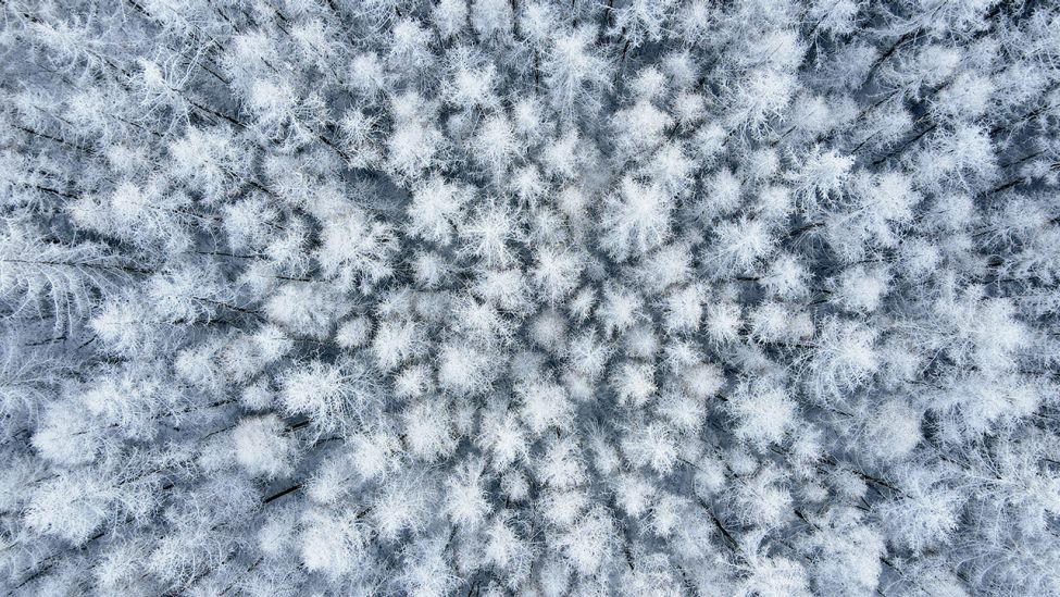 Mit Schnee bedeckt sind Lärchen in einem Wald im Landkreis Oder-Spree im Osten des Landes Brandenburg, 12.12.21 (Luftaufnahme mit einer Drohne) (Quelle: dpa / Patrick Pleul).