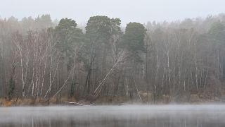 Nebel verschleiert die Landschaft am Trepliner See in Ostbrandenburg. (Quelle: dpa/Patrick Pleul)