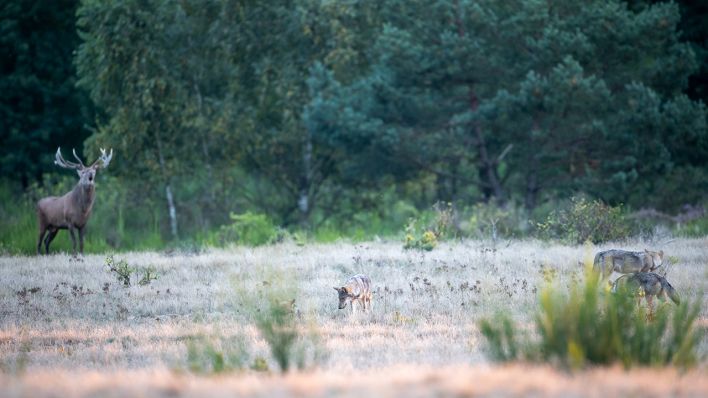 Vier Wolfswelpen streifen durch die Heide, im Hintergrund röhrt ein Rothirsch. (Quelle: dpa/Ingolf König-Jablonski)