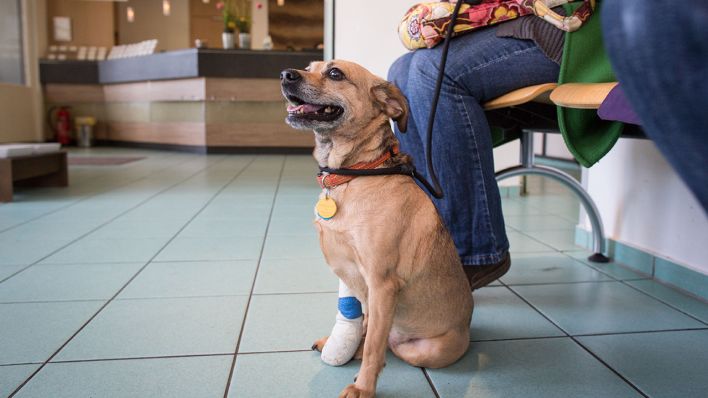 Mit einem bereits behandelten Tumor am Bein wartet der Beagle-Mops-Mischling Star mit seinem Frauchen auf seine Nachuntersuchung. (Quelle: dpa/Frank Rumpenhorst)