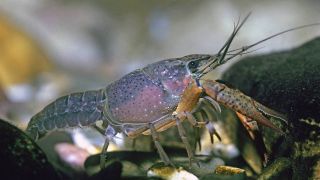 Marmorkrebs, Marmor-Krebs, Everglades-Sumpfkrebs, Evergladessumpfkrebs (Procambarus fallax) (Quelle: dpa/R. Koenig)