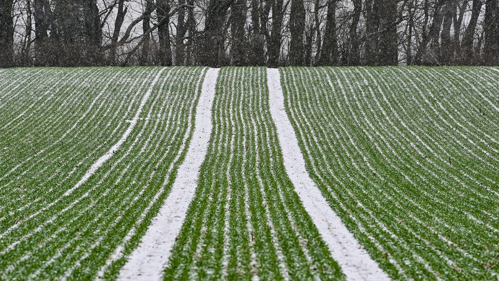 Ein wenig Schnee liegt in den Reihen zwischen jungem Wintergetreide auf einem Feld. (Quelle: dpa/Patrick Pleul)