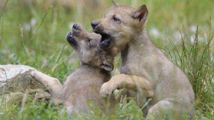 Archivbild: Zwei spielende Wolfswelpen am 19.02.2020 (Quelle: dpa/Raimund Linke)
